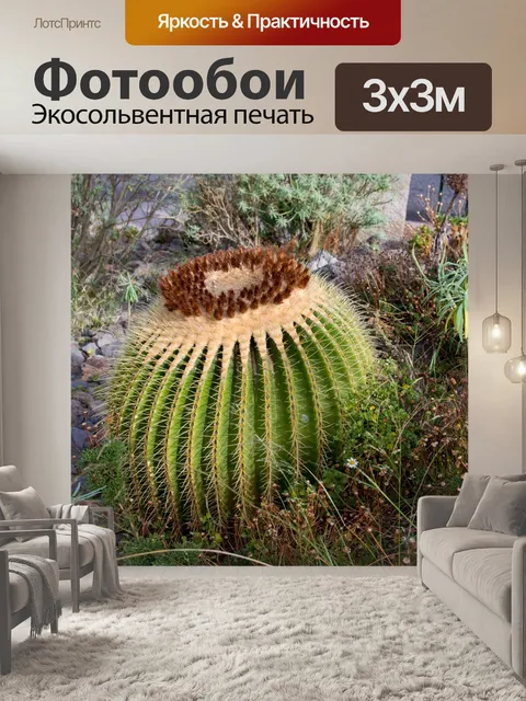 Фотообои Кактус