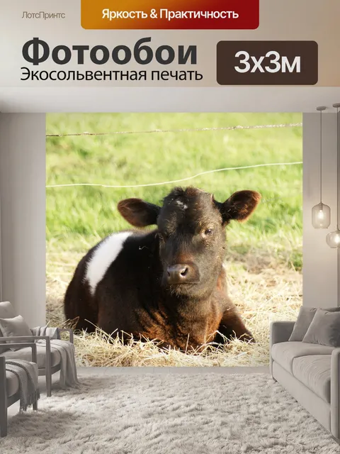 Фотообои Теленок