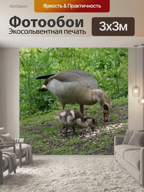 Фотообои Египетские гуси