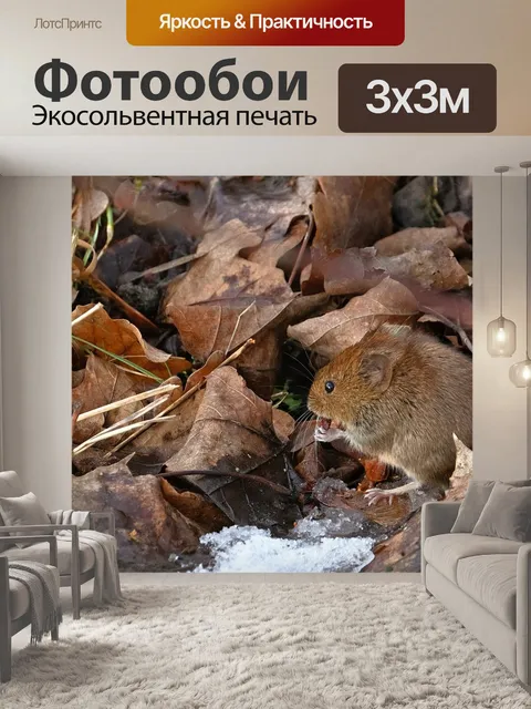 Фотообои Лесная мышь