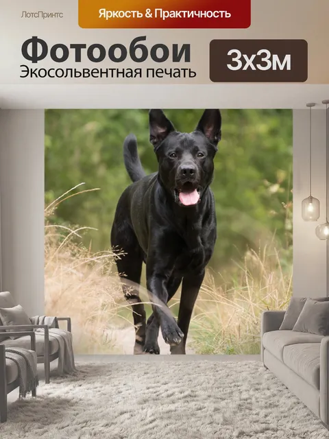 Фотообои Немецкий шепрадор