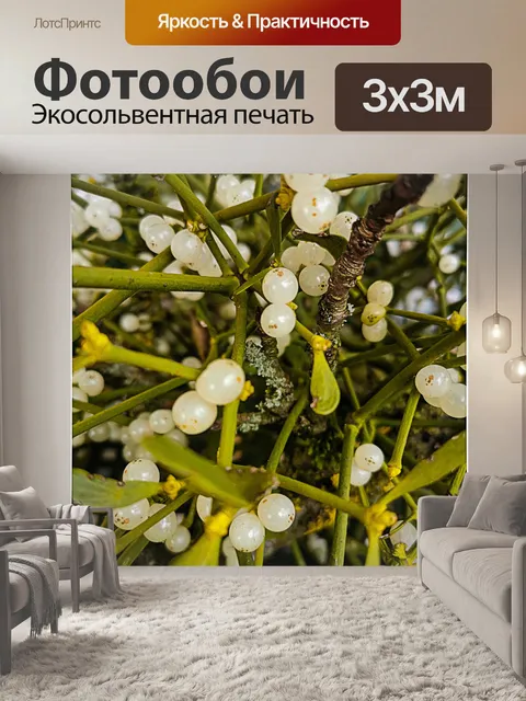 Фотообои Омела, белые ягоды