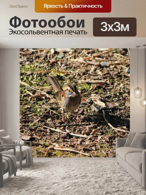 Фотообои Белый throated воробей