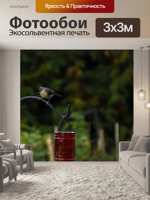 Фотообои птица фиби
