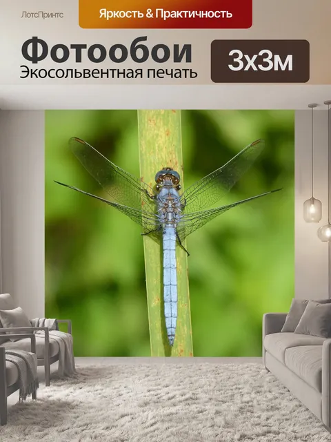 Фотообои Стрекоза