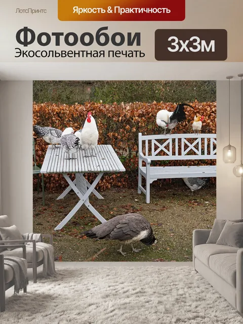 Фотообои Куры