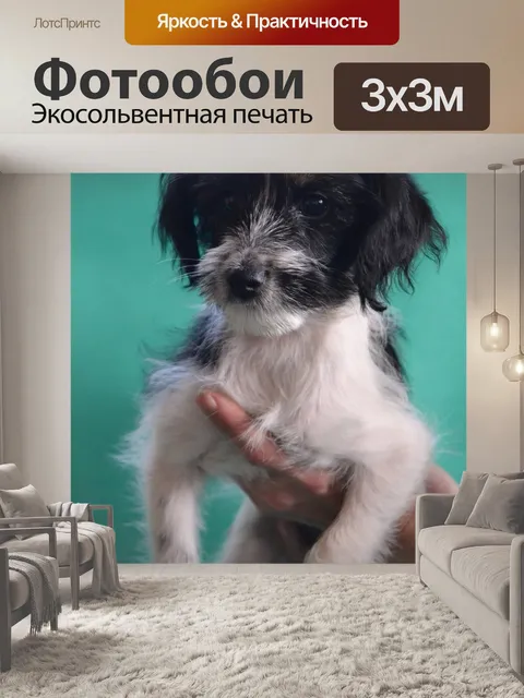Фотообои Собака