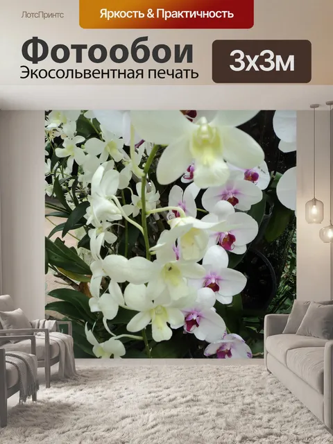Фотообои 2 белых орхидей
