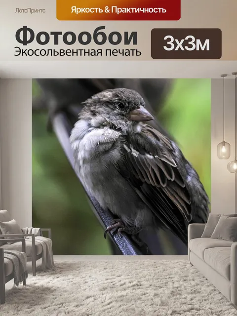 Фотообои Воробей