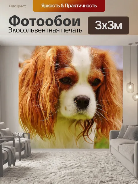 Фотообои Собака