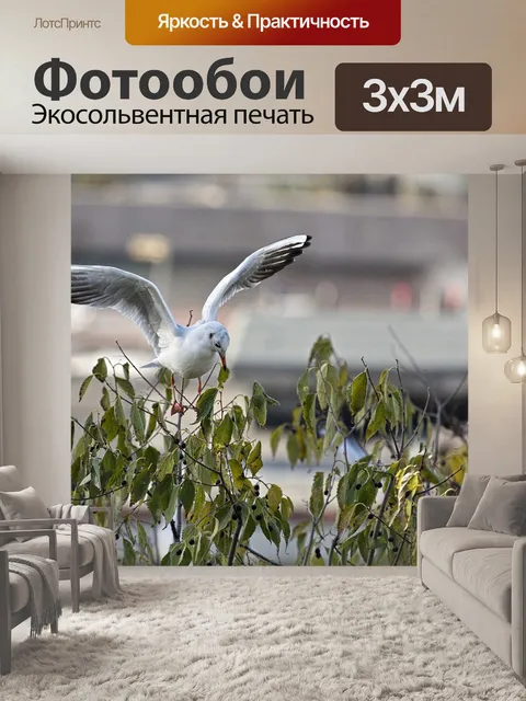 Фотообои Чайка