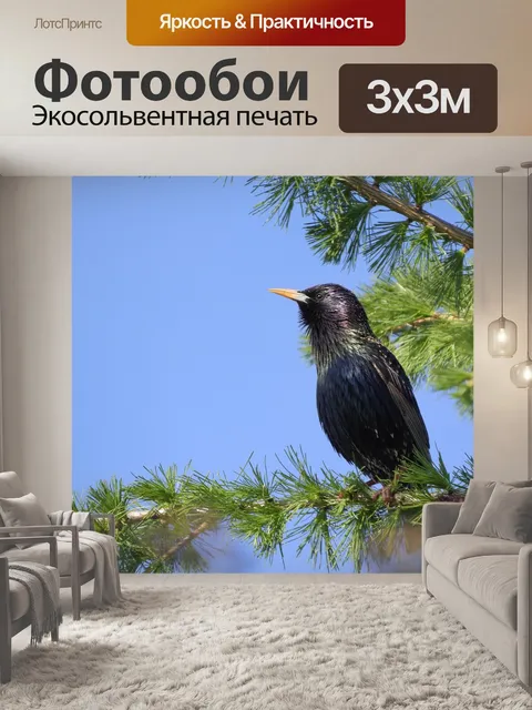 Фотообои Старлинг общий