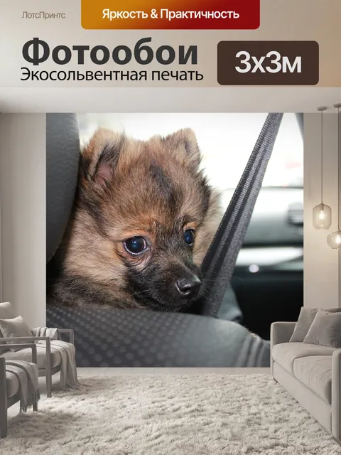 Фотообои Шпиц