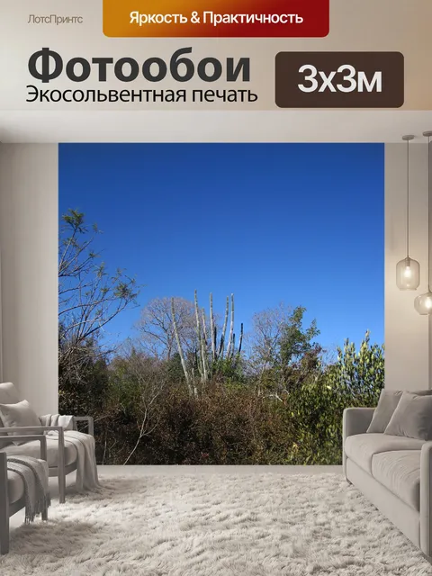 Фотообои высокий кактус стоящий густой куст