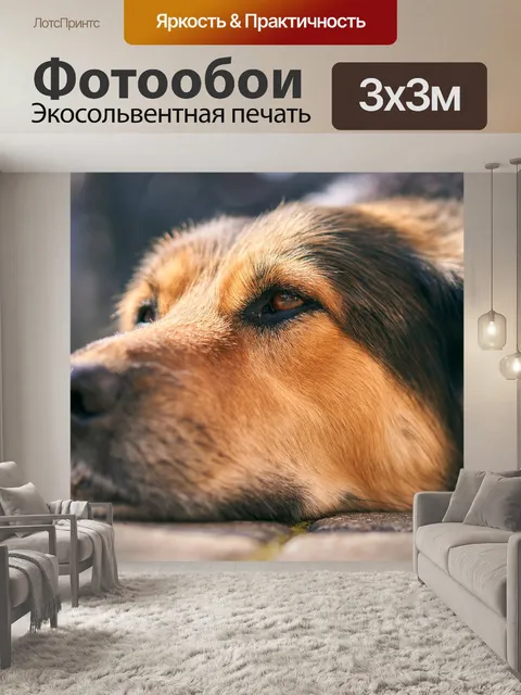 Фотообои Собака