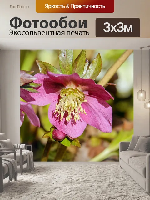 Фотообои Рождественская роза