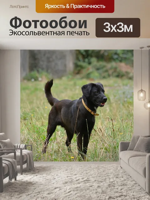 Фотообои Лабрадор ретривер
