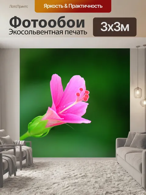 Фотообои Gumamela