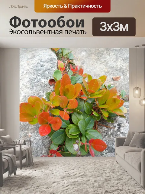 Фотообои Растениеводство в расщелине скалы