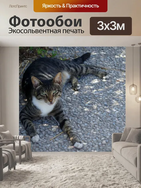 Фотообои Любопытный кот