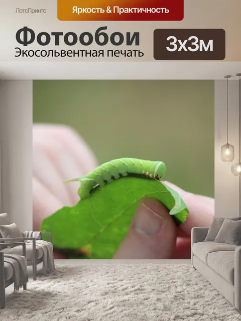 Фотообои Волнистая сфинксная гусеница на листьях