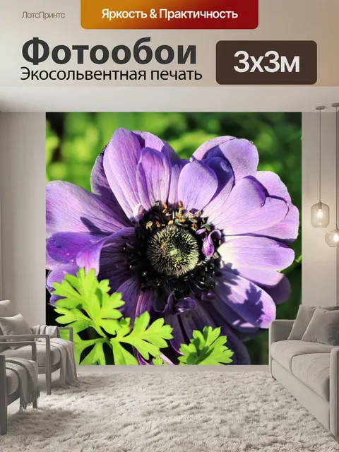 Фотообои Фиолетовый мак анемона крупным планом