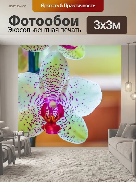 Фотообои Цветок орхидеи