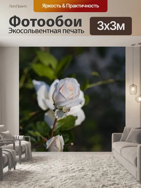 Фотообои Белая роза бутон крупным планом