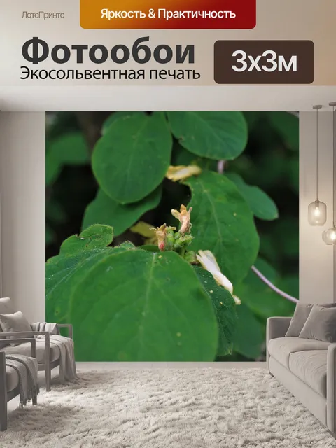Фотообои Жимолость настоящая