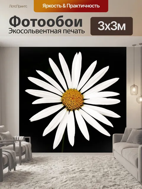Фотообои белые ромашки на черном фоне