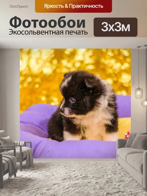 Фотообои Шпиц щенки