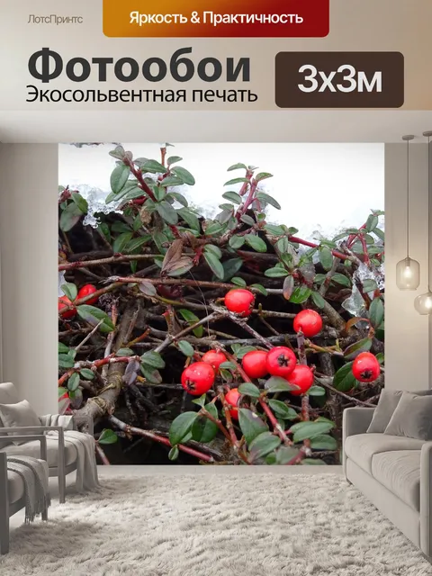 Фотообои Красные ягоды в тающем снегу