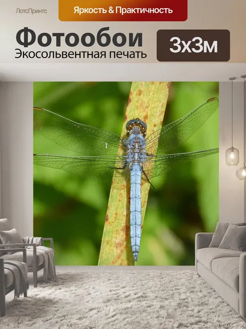 Фотообои Стрекоза