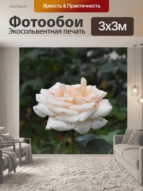 Фотообои Роза