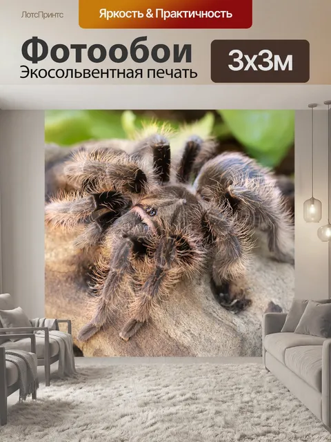 Фотообои Тарантул