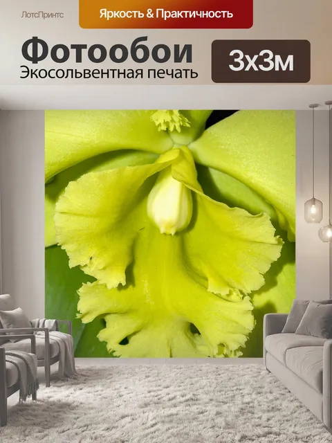 Фотообои Цветок орхидеи