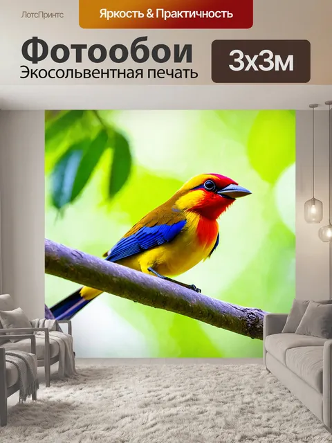 Фотообои молодая райская птица, изучающая свою новую среду