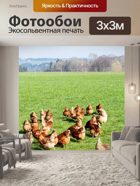 Фотообои Куры
