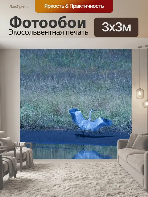 Фотообои серая цапля с распростертыми крыльями