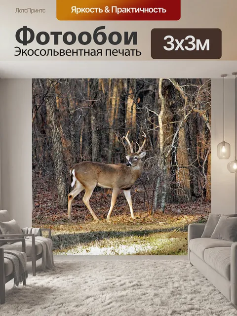 Фотообои Белый хвост Бак в лесу