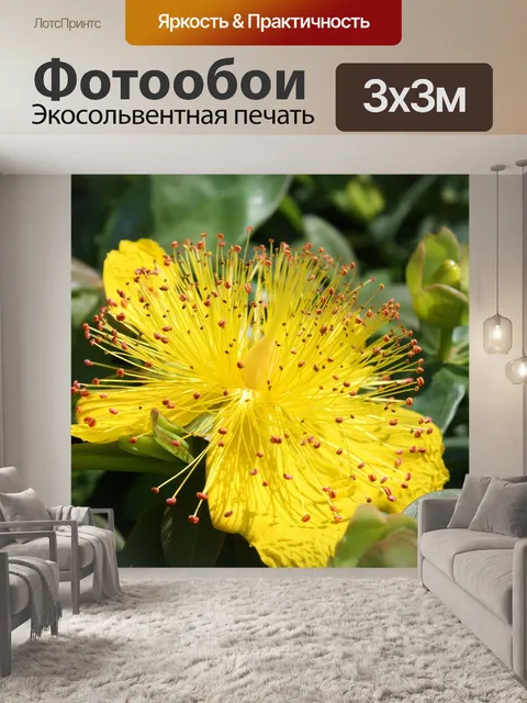 Фотообои Цветок