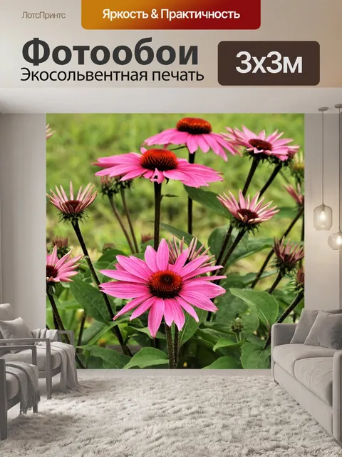 Фотообои Розовые цветы Coneflowers весной 2