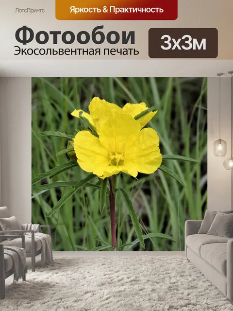 Фотообои Желтый первоцвет желтый крупный план