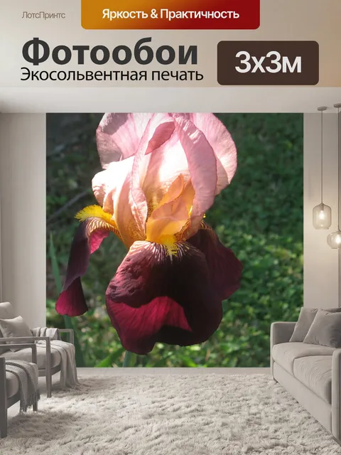 Фотообои Розовый и Maroon Iris