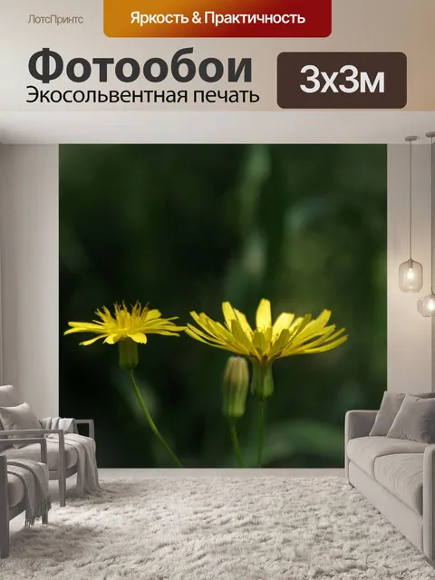 Фотообои Цветы одуванчика