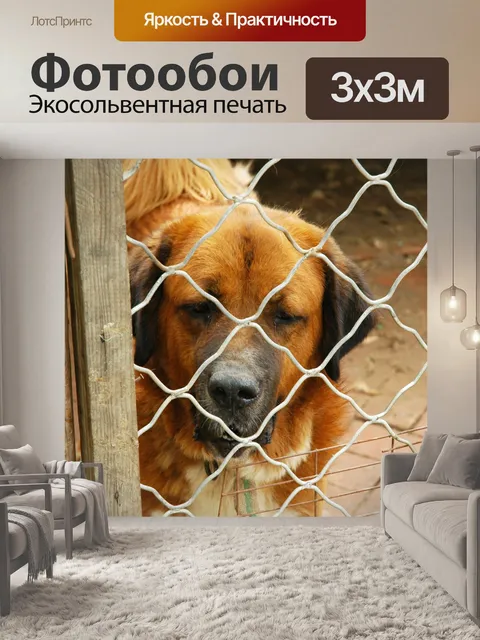 Фотообои Собака