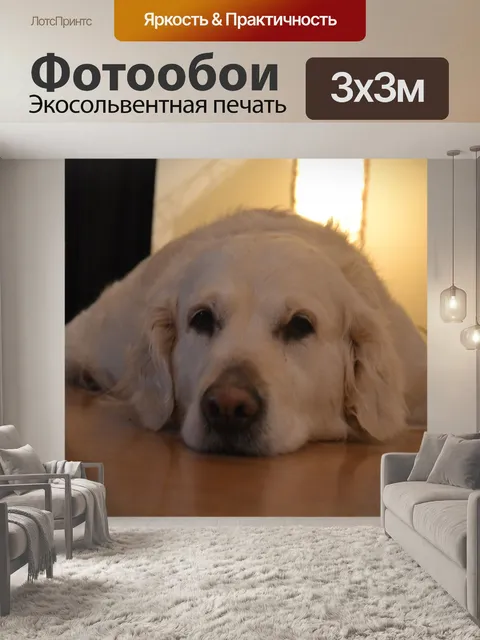 Фотообои Собака