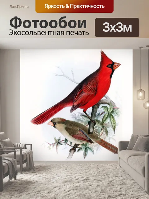 Фотообои Кардинал птица винтаж старый