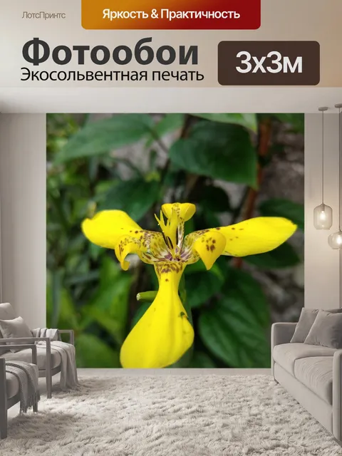 Фотообои Желтый ирис