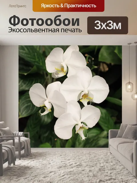 Фотообои белый большой цветок орхидеи